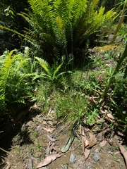 Australopyrum pectinatum