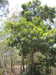 Calophyllum soulattri