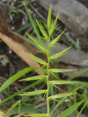 Australopyrum pectinatum