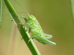 Tettigonia