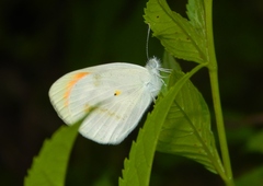 Colotis
