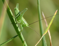 Tettigonia
