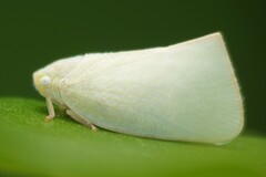 Flatidae