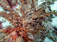 Bergia puertoricense