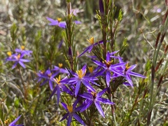 Calectasia intermedia