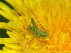 Tettigonia