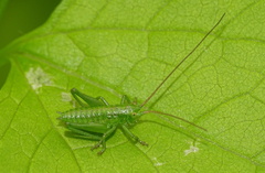 Tettigonia
