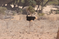 Struthio molybdophanes