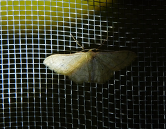 Idaea deversaria