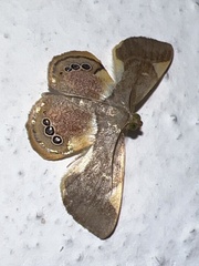Opisthoxia
