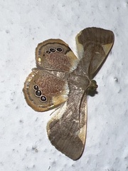 Opisthoxia