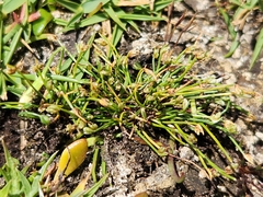 Isolepis platycarpa