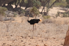 Struthio molybdophanes