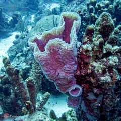 Callyspongia plicifera