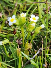 Sebaea albidiflora