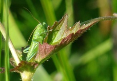 Tettigonia