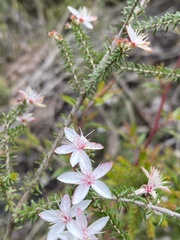 Calytrix alpestris