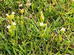 Sebaea albidiflora