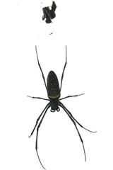 Trichonephila antipodiana