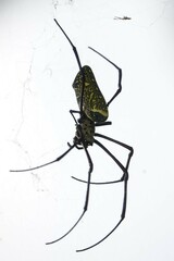 Trichonephila antipodiana