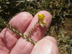 Aspalathus divaricata