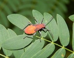 Leptocoris