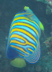 Pygoplites diacanthus