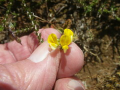 Aspalathus divaricata