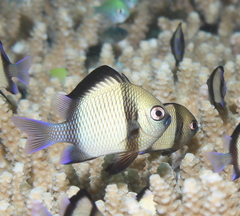 Dascyllus reticulatus