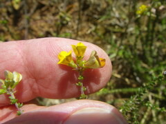 Aspalathus divaricata