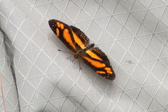 Castilia eranites