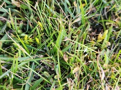 Selaginella gracillima