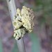 Poropterus sylvicola - Photo (c) Nick Lambert, some rights reserved (CC BY-NC-SA), uploaded by Nick Lambert