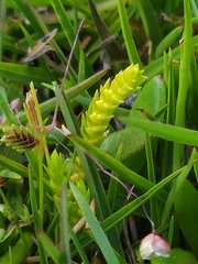 Selaginella gracillima