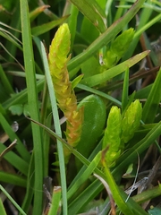 Selaginella gracillima