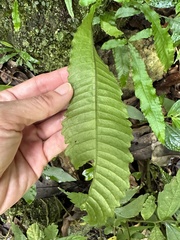 Microsorum membranaceum