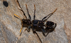 Scrobiger splendidus