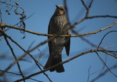 Hypsipetes amaurotis