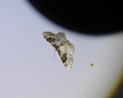 Idaea rusticata