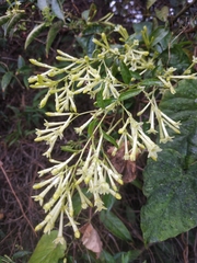 Cestrum nocturnum