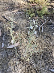 Teucrium racemosum