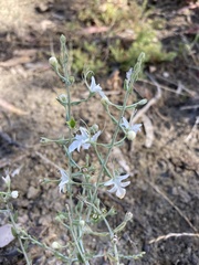 Teucrium racemosum