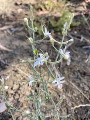 Teucrium racemosum