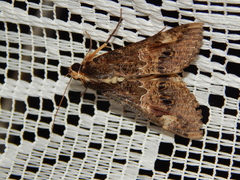 Sphingomorpha chlorea