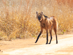 Chrysocyon brachyurus
