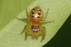 Cytaea