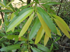 Calophyllum soulattri