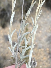 Syncarpha staehelina