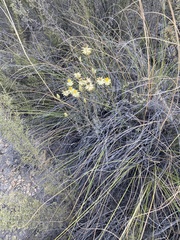 Syncarpha staehelina