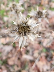 Carlina vulgaris